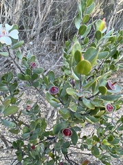 Leptospermum grandiflorum