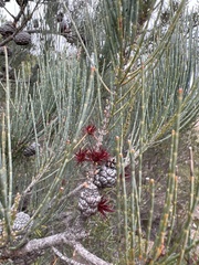 Allocasuarina monilifera