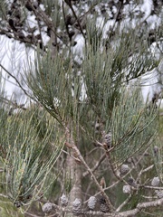Allocasuarina monilifera