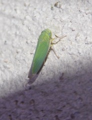 Hadria maldonadoi