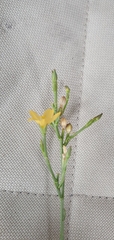 Linum neomexicanum