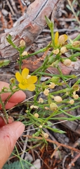 Linum neomexicanum
