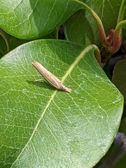 Agriphila inquinatella