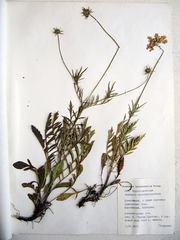 Scabiosa lachnophylla