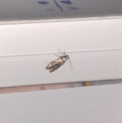 Endrosis sarcitrella