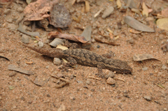 Hemidactylus brasilianus