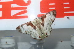Pachyodes subtritus