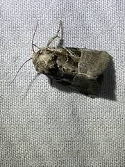 Meropleon ambifusca