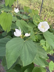 Bauhinia acuminata