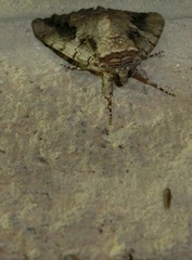Catocala amatrix
