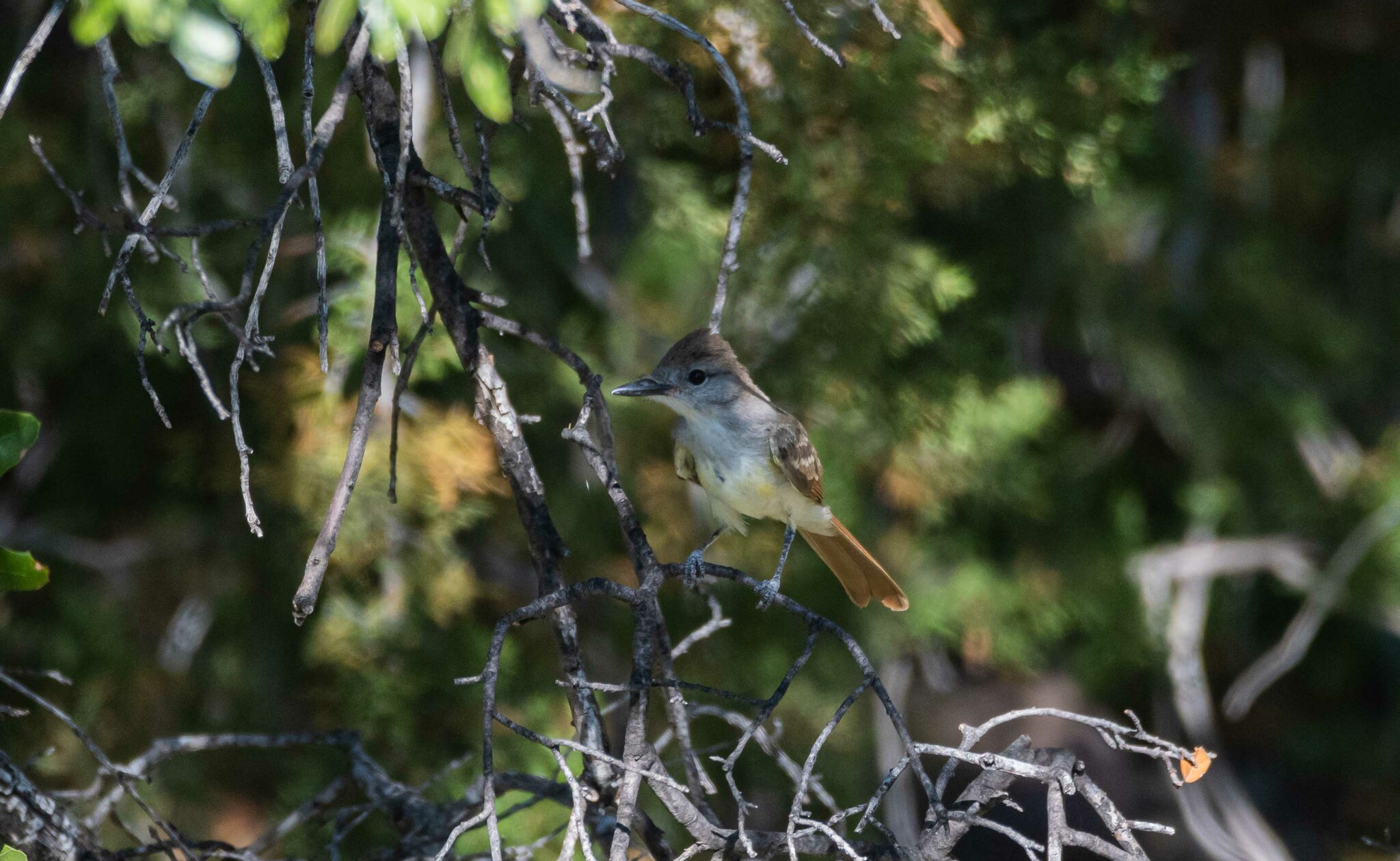 Brown-crested Flycatcher (Myiarchus tyrannulus)
