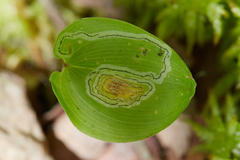 Liriomyza smilacinae