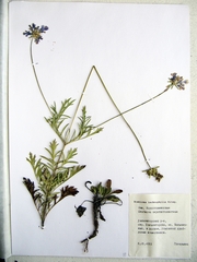 Scabiosa lachnophylla