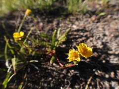 Ivesia lycopodioides