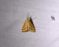 Microtheoris