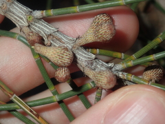 Casuarina obesa