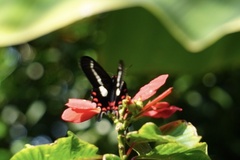 Parides agavus