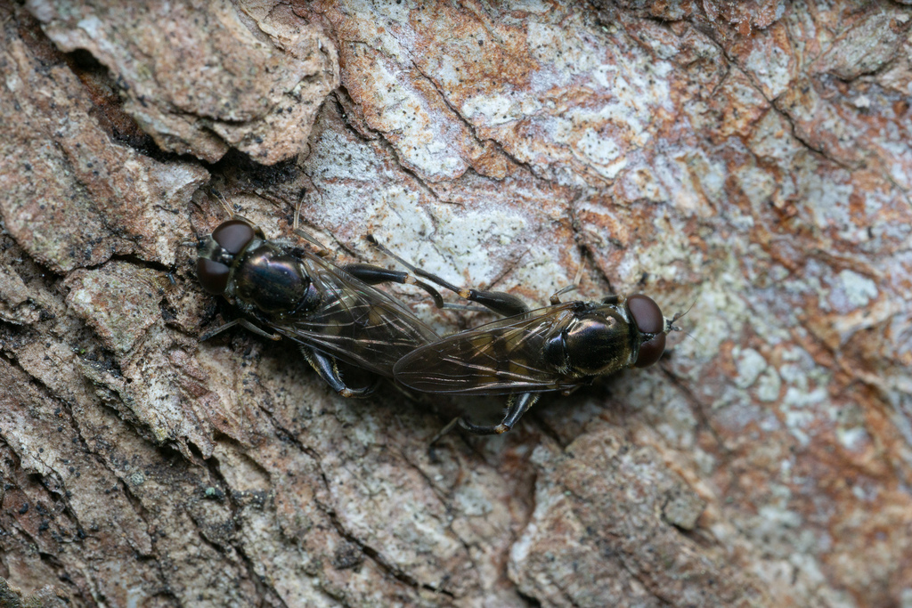 Dusky-banded Leafwalker