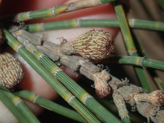 Casuarina obesa
