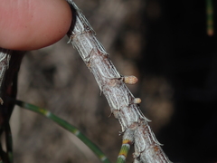 Casuarina obesa