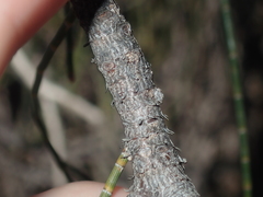 Casuarina obesa