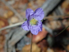 Erodium cygnorum