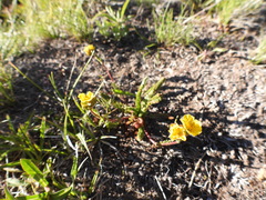 Ivesia lycopodioides