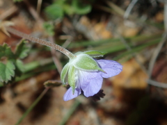 Erodium cygnorum