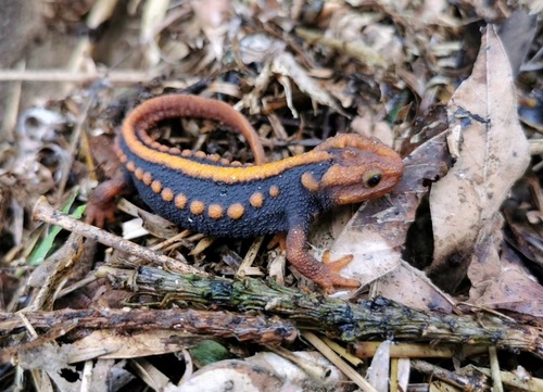 Yunnan Newt