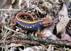 Tylototriton shanjing