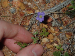 Erodium cygnorum