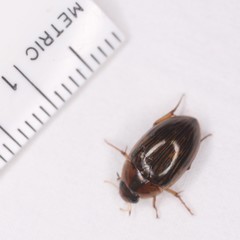 Tropisternus collaris