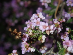 Thryptomene denticulata