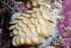 Africofusus ocelliferus