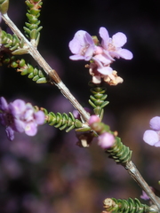 Thryptomene denticulata
