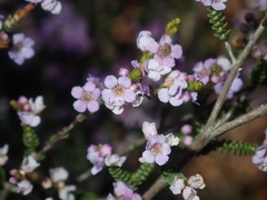 Thryptomene denticulata