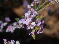 Thryptomene denticulata