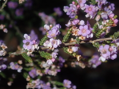 Thryptomene denticulata