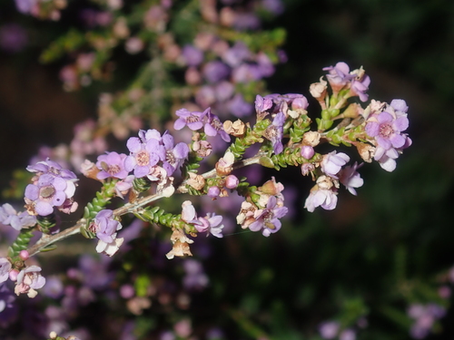 Thryptomene denticulata, photograph 6