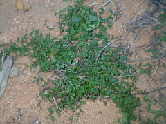 Dioscorea hastifolia