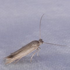 Tathorhynchus exsiccata