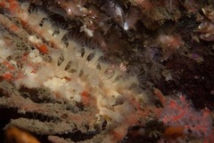 Parazoanthus capensis