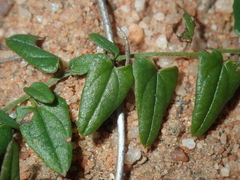 Dioscorea hastifolia