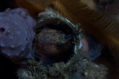 Chalaroderma ocellata