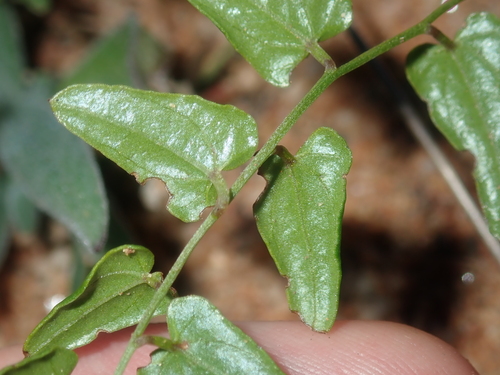 Image of Dioscorea hastifolia by (c) Thomas Mesaglio, some rights reserved (CC BY)