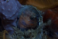 Chalaroderma ocellata
