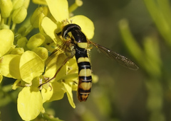 Sphaerophoria philanthus