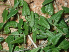 Dioscorea hastifolia