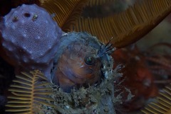 Chalaroderma ocellata