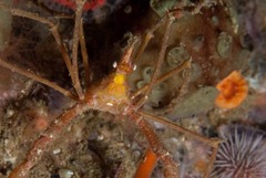 Macropodia falcifera